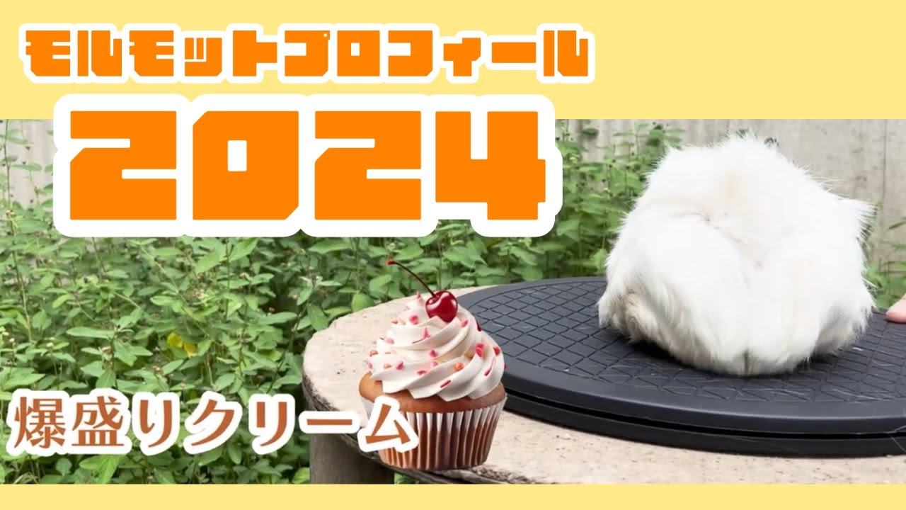 モルモットプロフィール2024【足立区生物園】