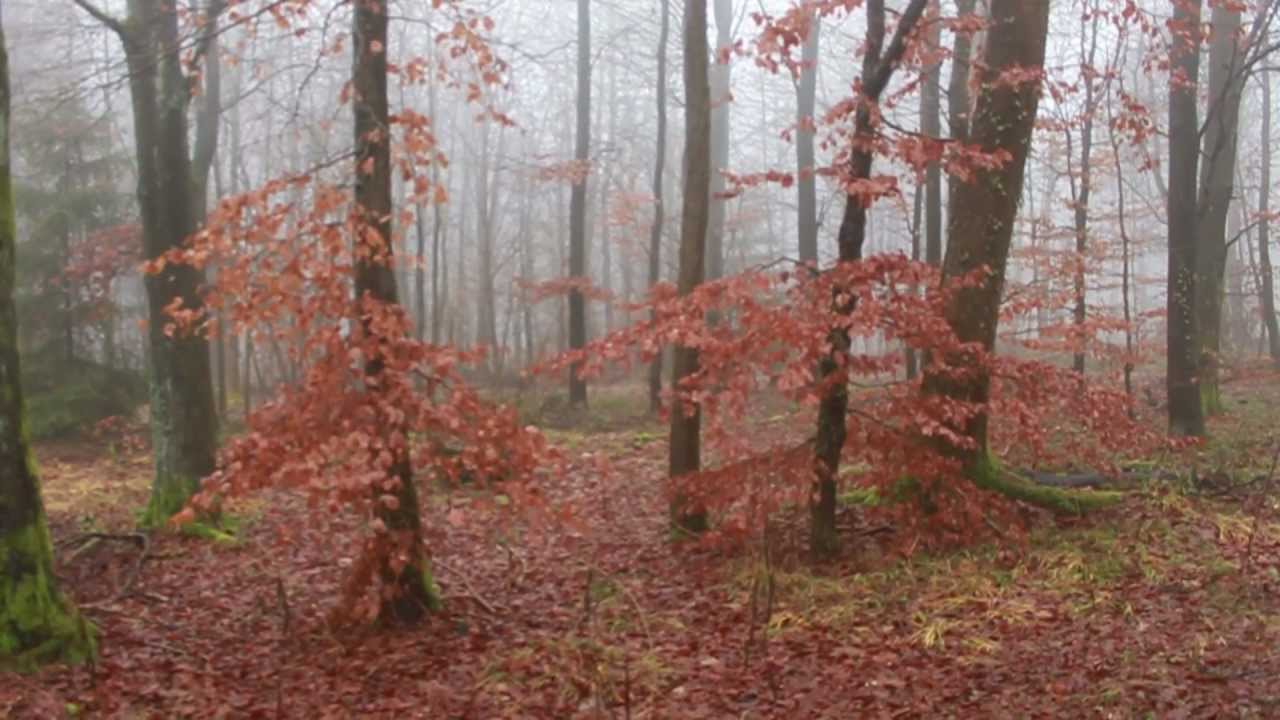 Nebelwald am Donnersberg; Cloud forest in Thunder Mountain