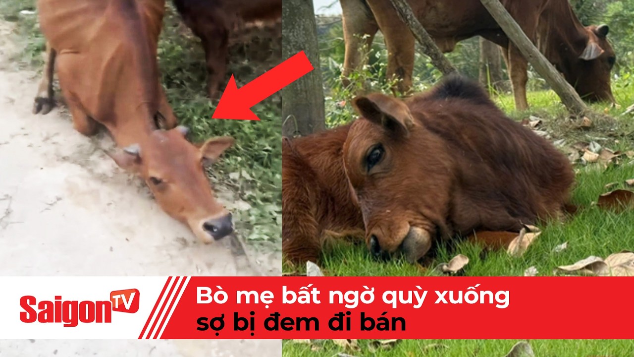 Clip bò mẹ bất ngờ quỳ xuống khi bị người mua dắt đi khiến nhiều người xúc động | Tin SaigonTV