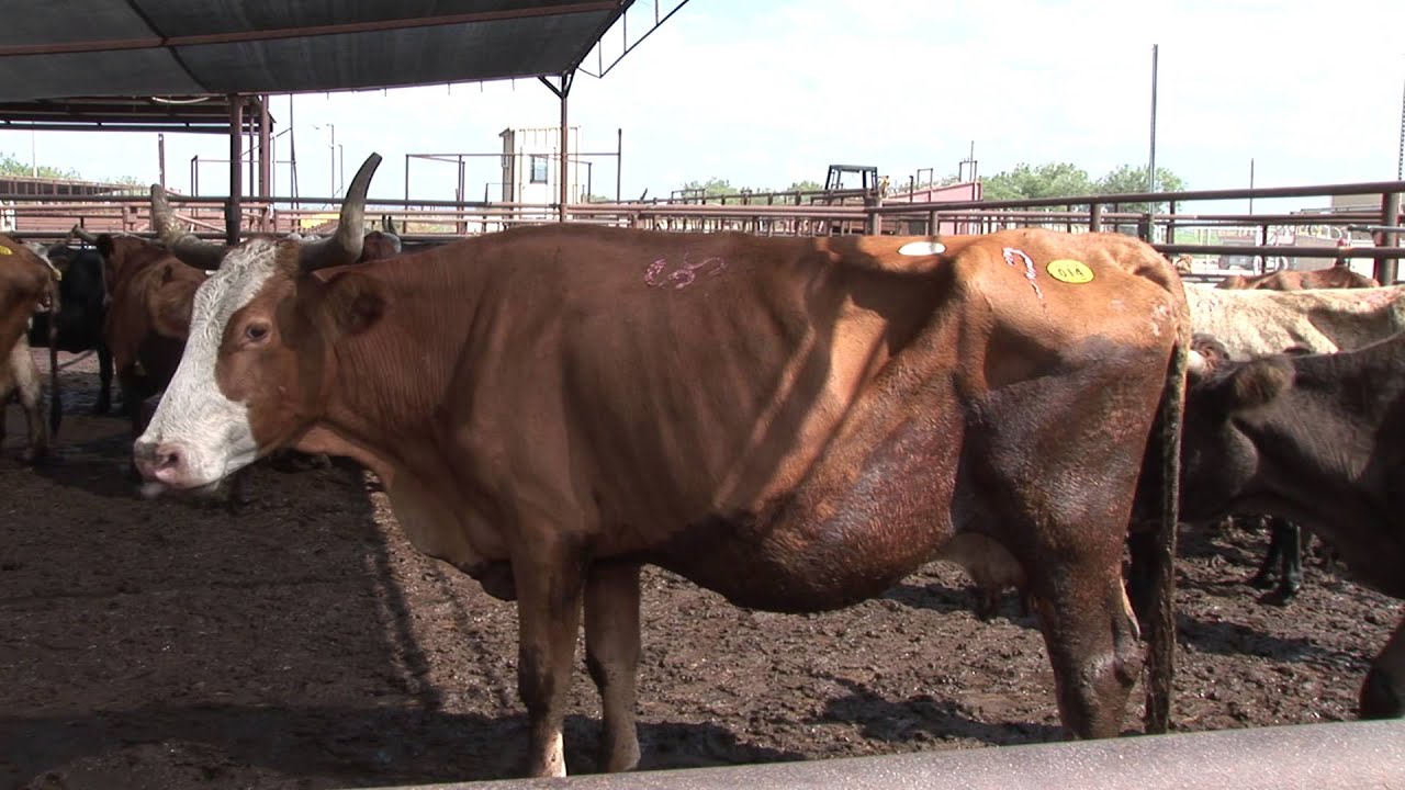 Ron Gill - Market Cow Management - Cull Older Cows