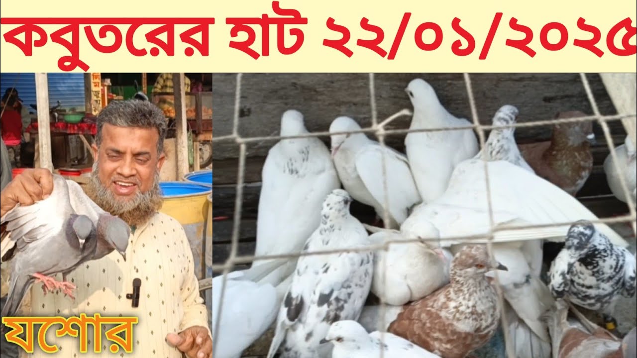 যশোরের বড় কবুতরের হাট।। (pigeon market in Bangladesh jessore) আজকের বাজার মূল্য।।