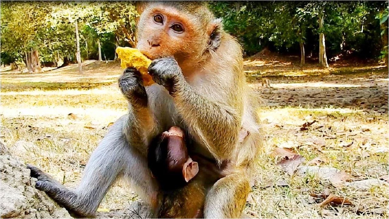 Deeply Hungry!! Poor young monkey Duchess looking much hungry while she give a lot of milk to Dukota