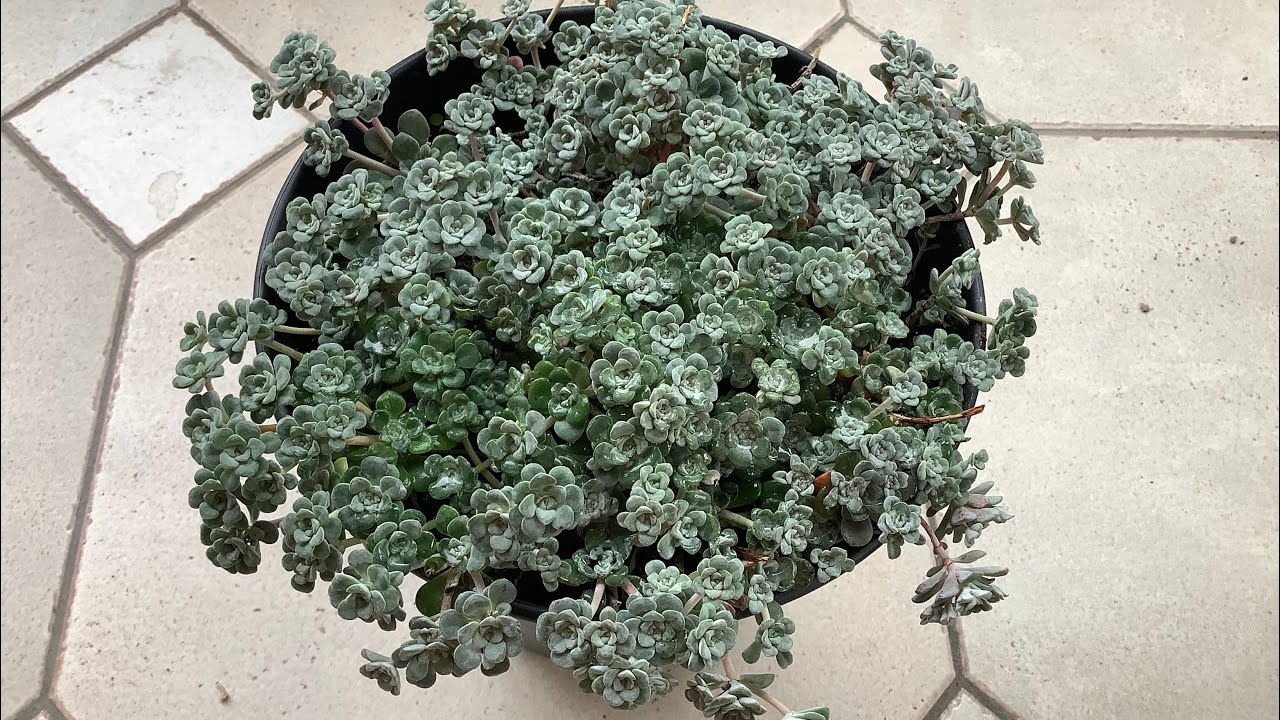 Sedum Spathulifolium Hook ve bakımı