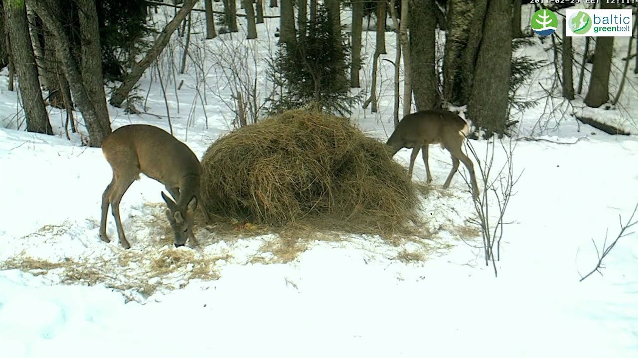 Roe deer. Stirnas barotavā