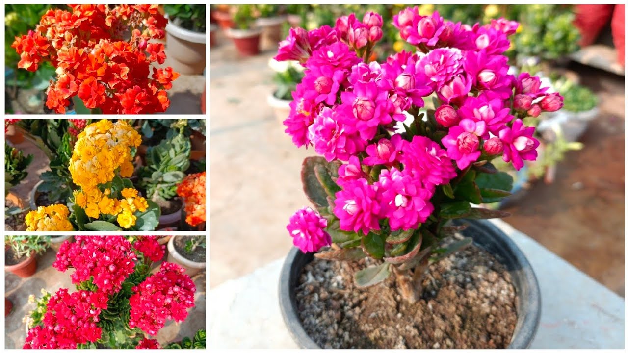 Care & Propagation Of Kalancho ☘️ kalancho plant की देखभाल कैसे करें 💐