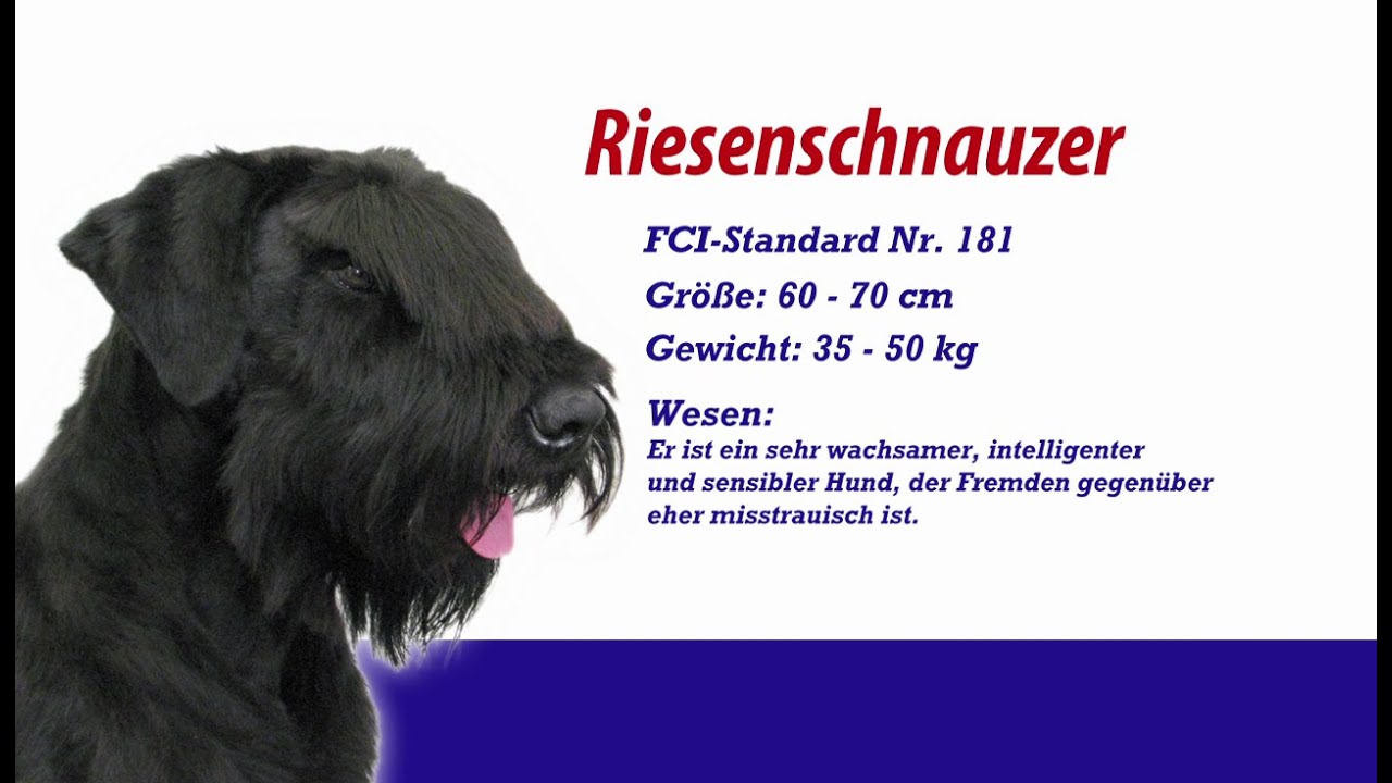 Meister PETz TV - Riesenschnauzer