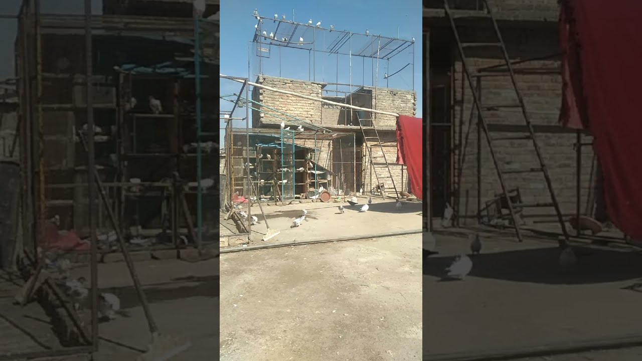 Breaders Setup Highflyer's Pigeons Birds  Dr. Kabootar Baaz  is live!