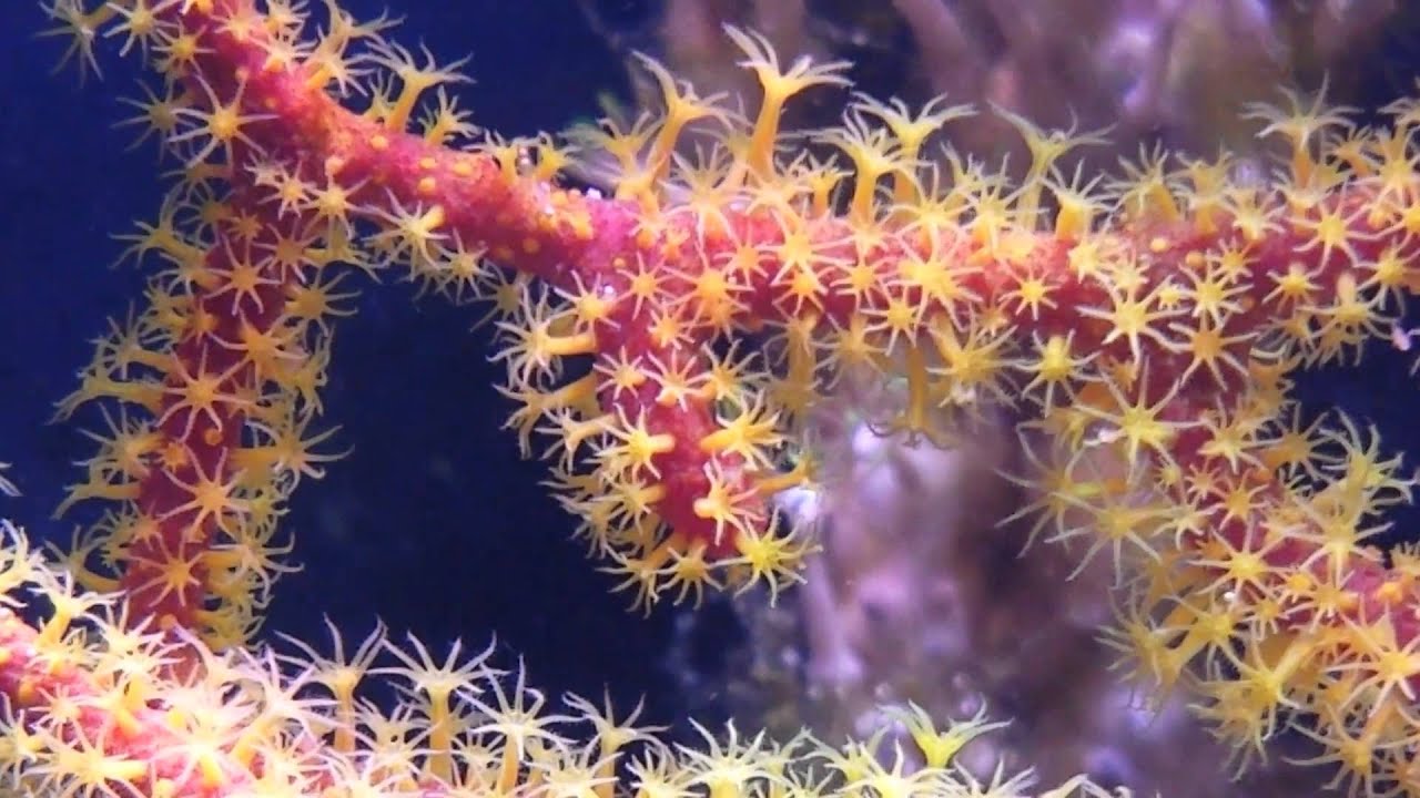 Gorgonian coral