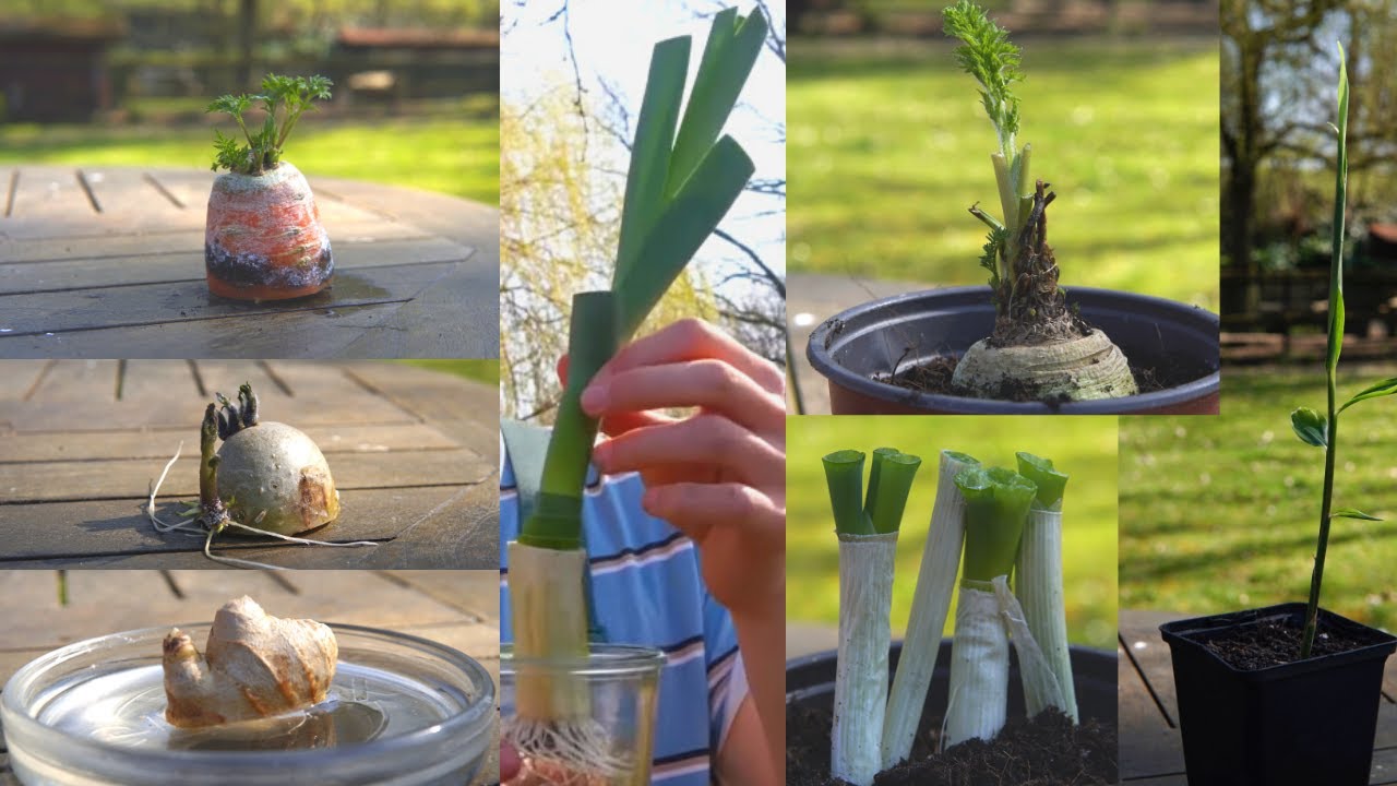 ReGrowing Gemüse & Tipps | Einpflanzen statt Wegwerfen!