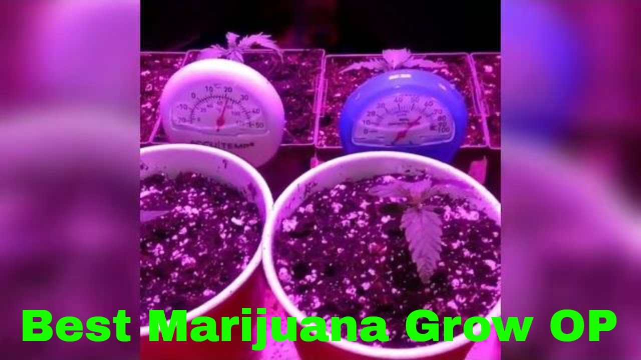 How To Grow Indoor Cannabis - Best Marijuana Grow op THC Kush Indica #MMJ #THC