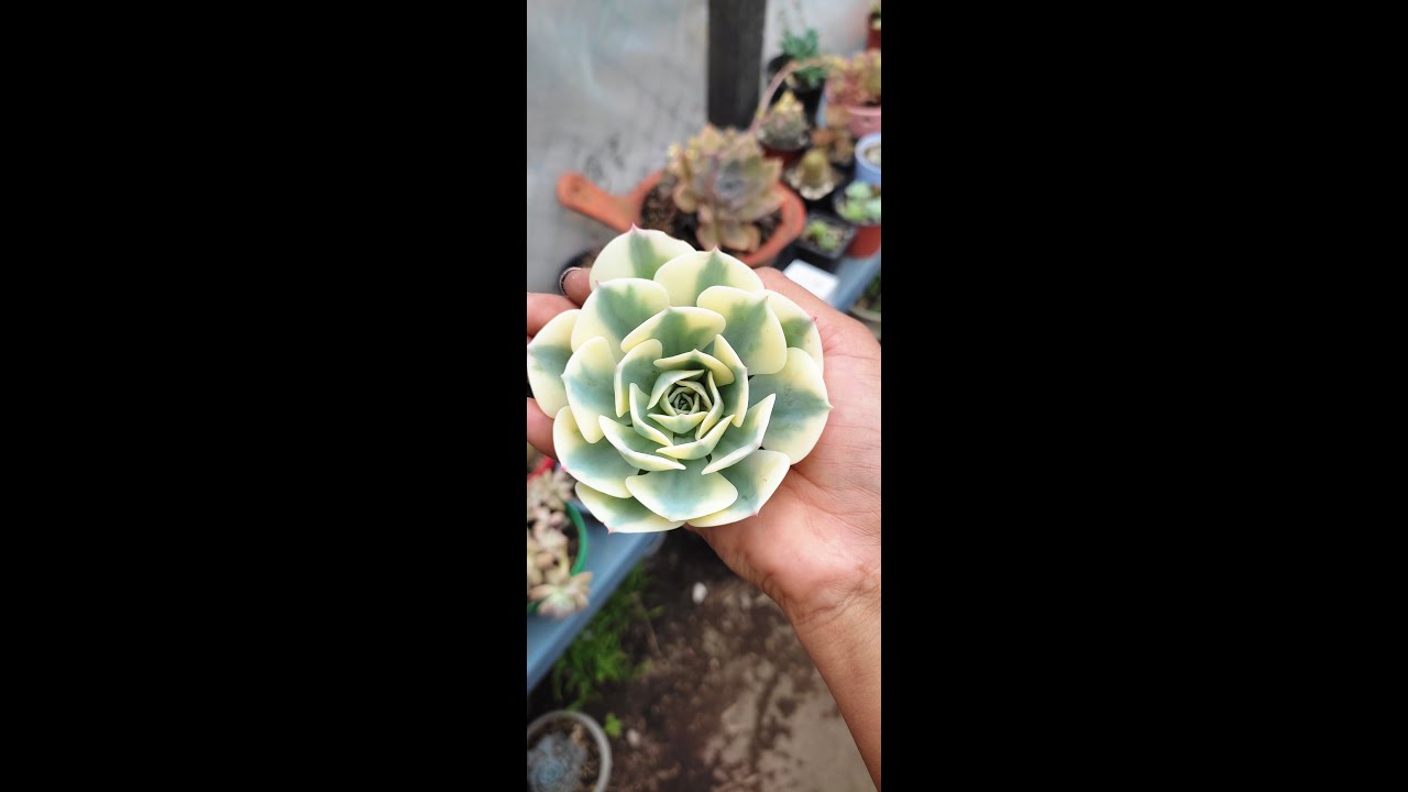 Decapite a mí Echeveria 'Comptom Carousel' y miren lo que paso 😳💜 #suculentas