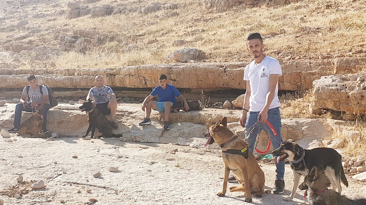 عدد من الكلاب ذهبت معنا عبر الجبال مسافه طويلة في منطقه جميله جدا مع معتز مطور