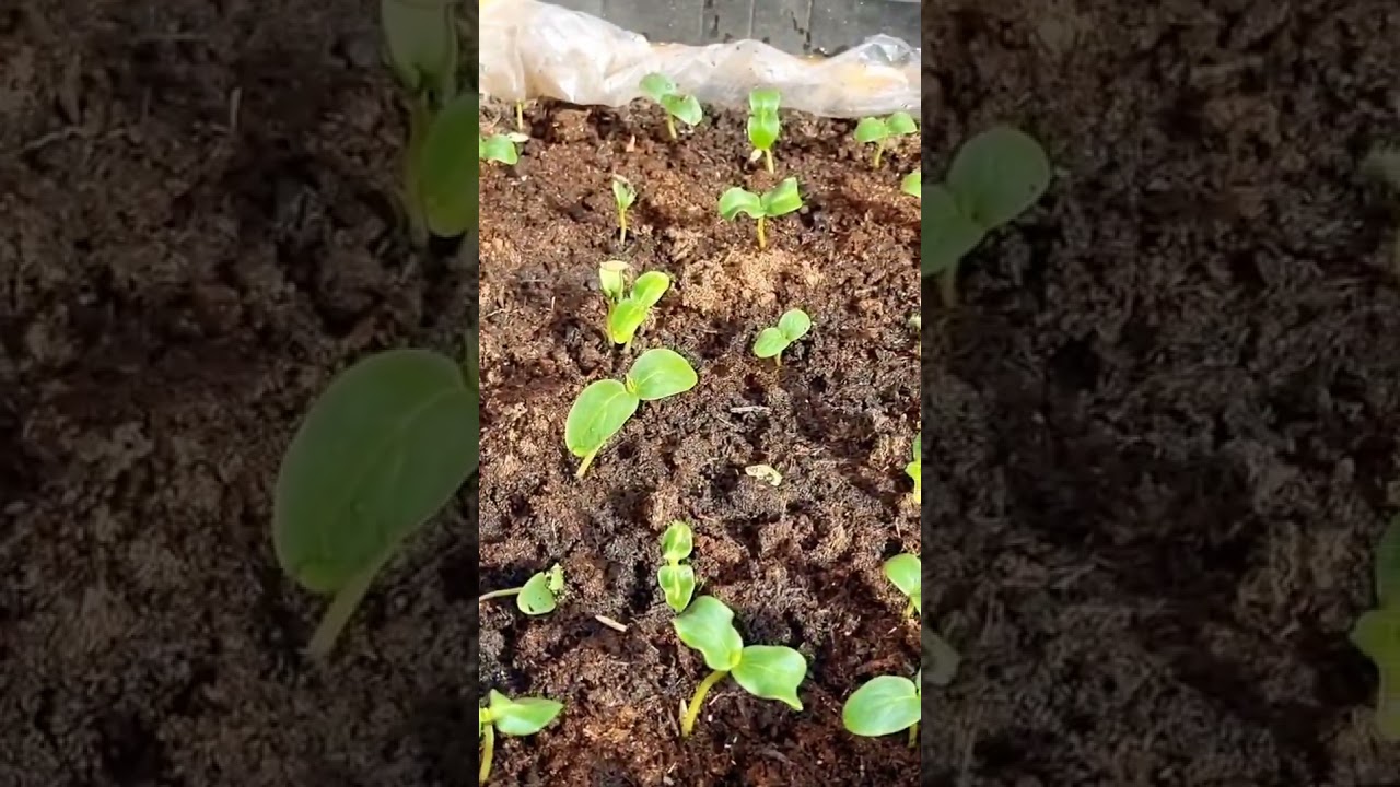 #cucumberseedgermination #cucumber nursery preparation #replanting cucumber seedlings #cucumber