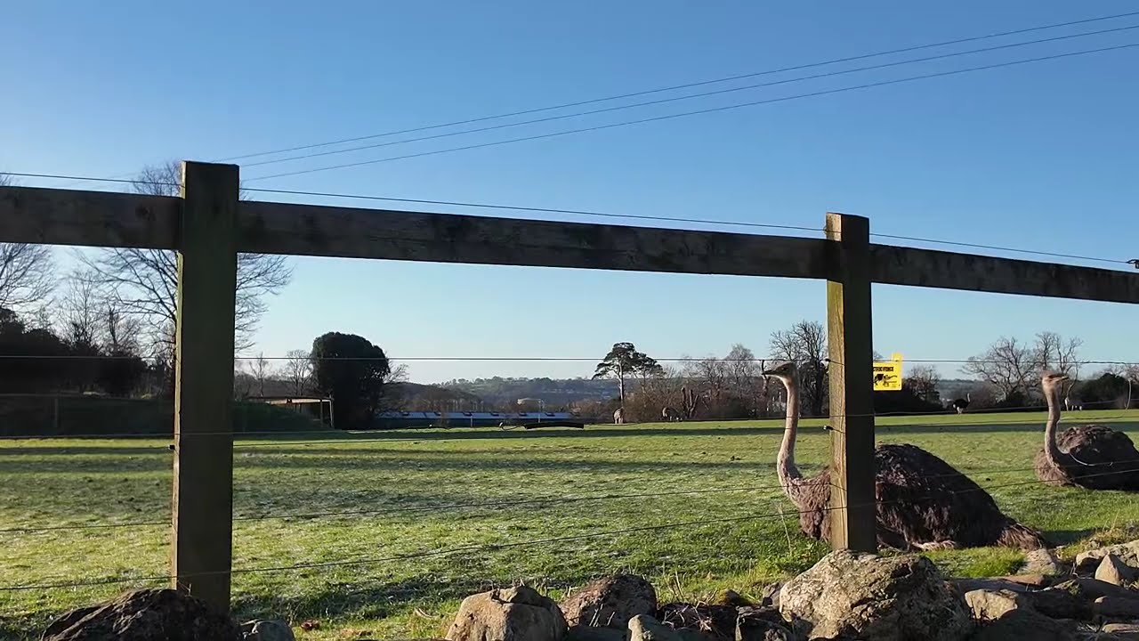 Fota Wildlife Park Walking Tour (4k @60FPS)