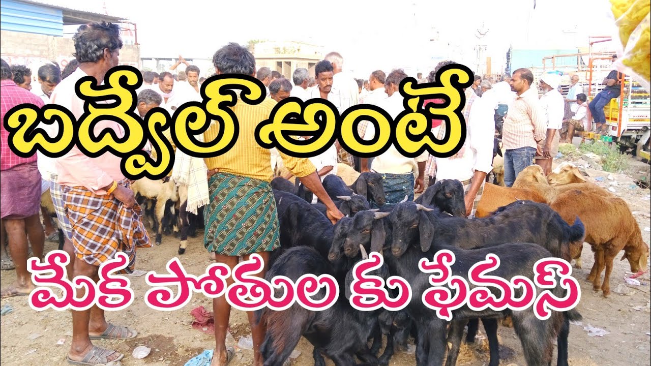 శుక్రవారం బద్వేల్ మేక పోతుల సంత 5/1/2024  badvel goat market #goat #Badvel @proddaturtraveller