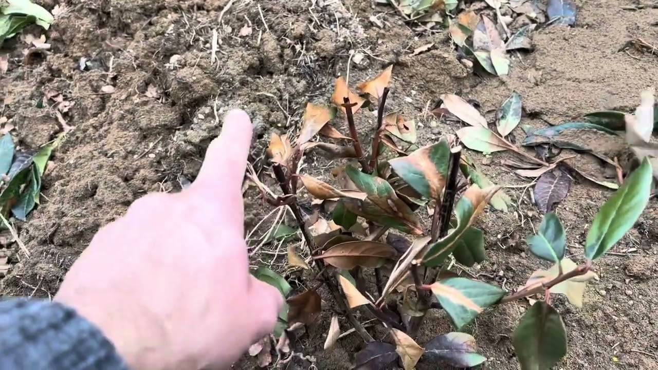 Évelők metszése indulhat. Komposztálás, ágdarálás..