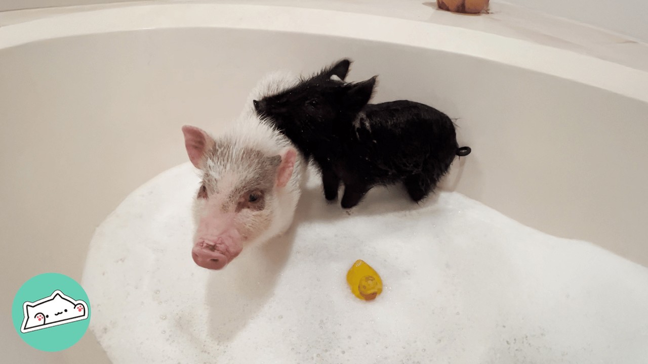 Mini Pig Rules House Until Giant Brother Comes Along | Cuddle Buddies