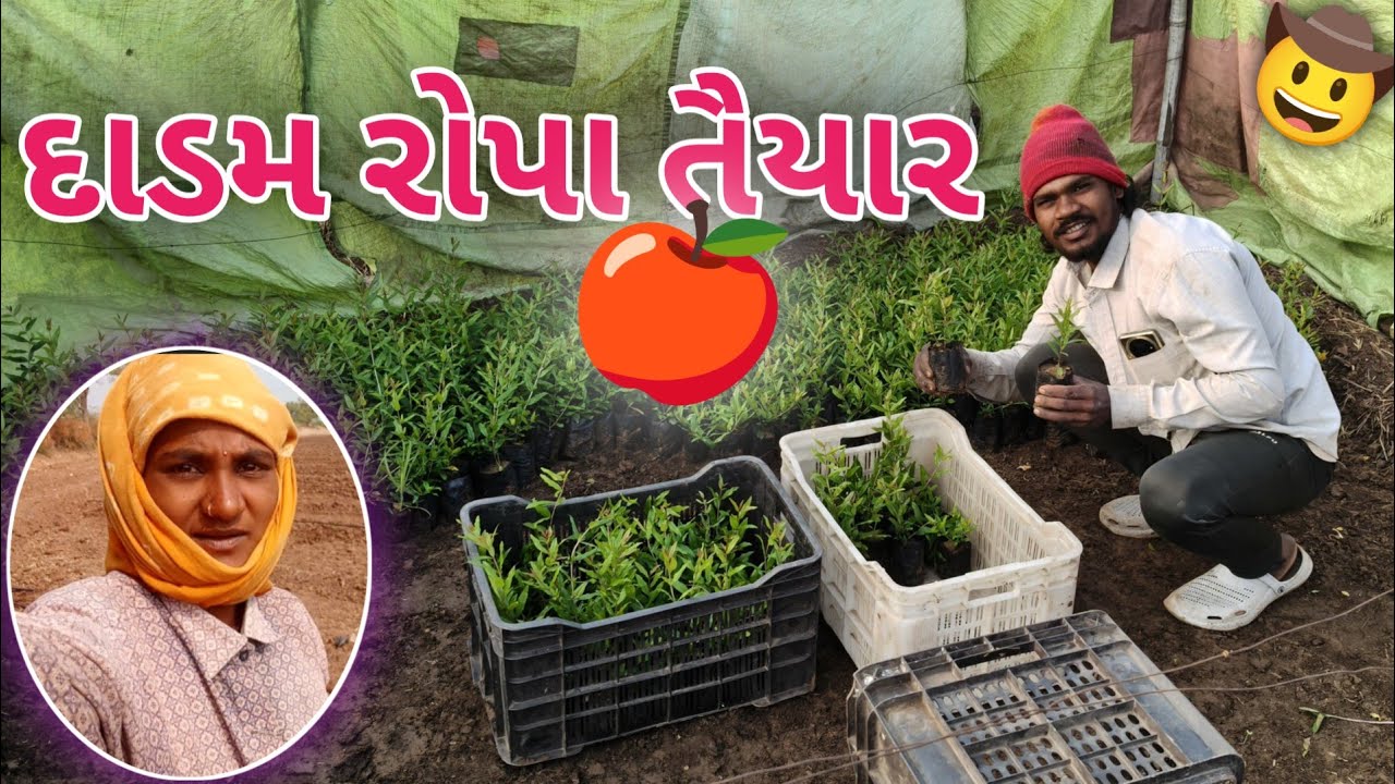 આજે દાડમ રોપી દીધા ખેતરમાં 🌱🍎 | નવી શરૂઆત | Gujarati Vlogs 2026 
