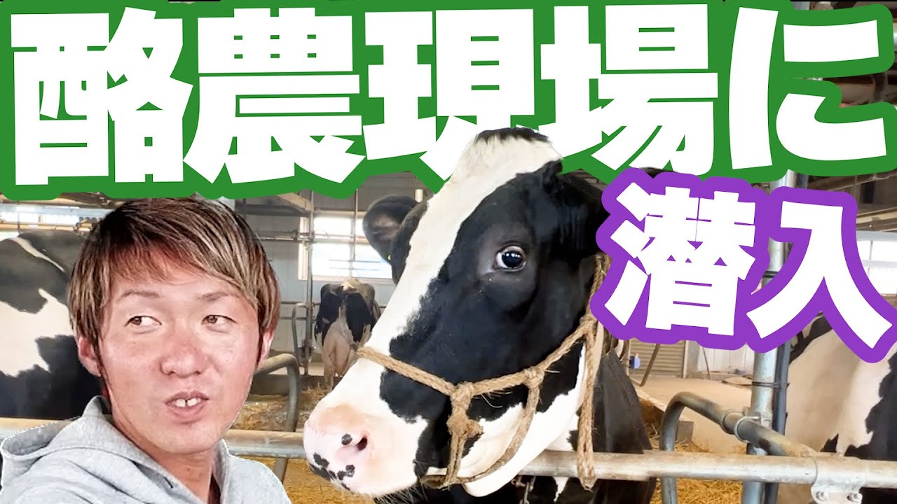 【酪農】北海道の酪農家に潜入！