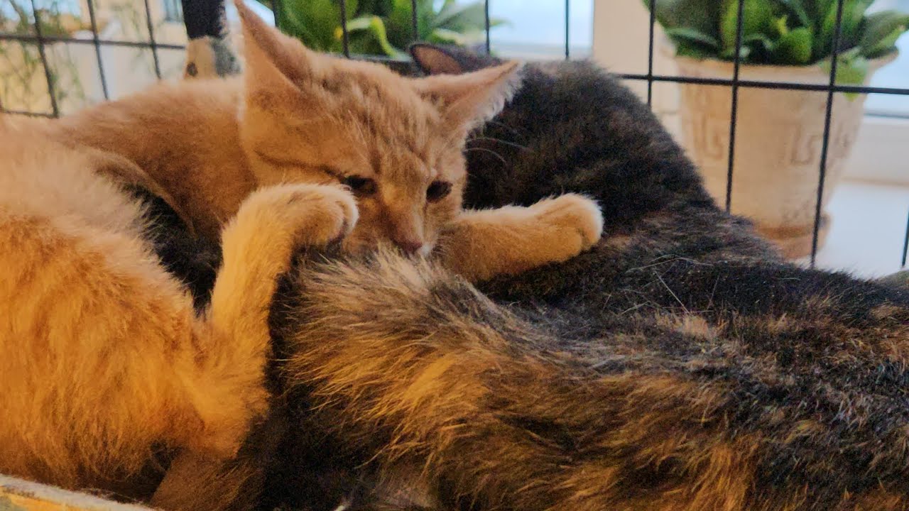 Новости от Дымки, Персея и новенькой Чернички🧡