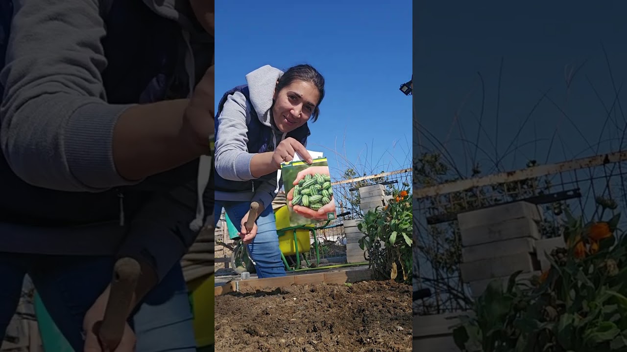 O noua zi de grădinărit. Am semănat noi plante.