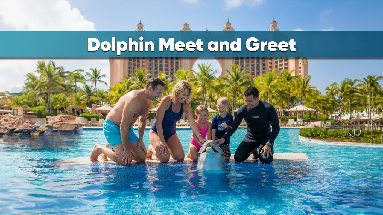 Dolphin Meet and Greet, Fun Family Experience in Dubai | Travel Saga Tourism