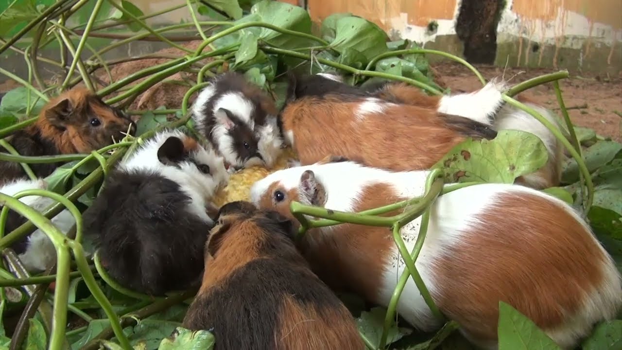 Guinea Pig Cam Afternoon February 12 2026