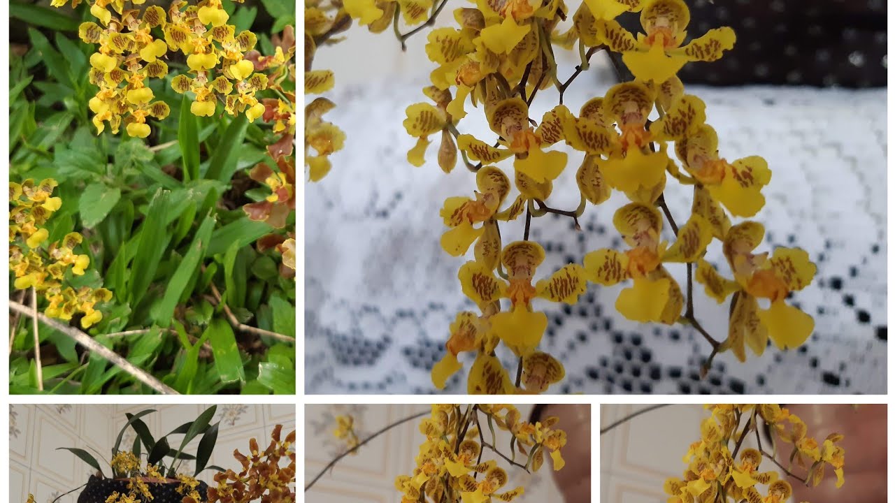 orquídeas nativas baptistonia cornigera e baptistonia  albinoi.