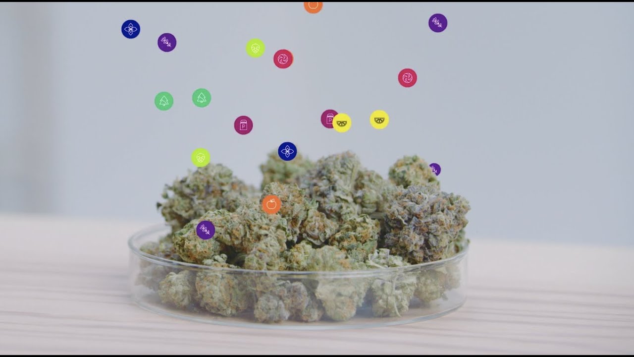 What are terpenes?  |  Leafly