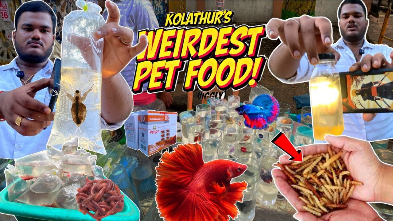 ✨Weirdest Pet Foods in Chennai 😱 | Kamal Fish Farm Kolathur | Mealworms, Moina, Vinegar Eels! #pets