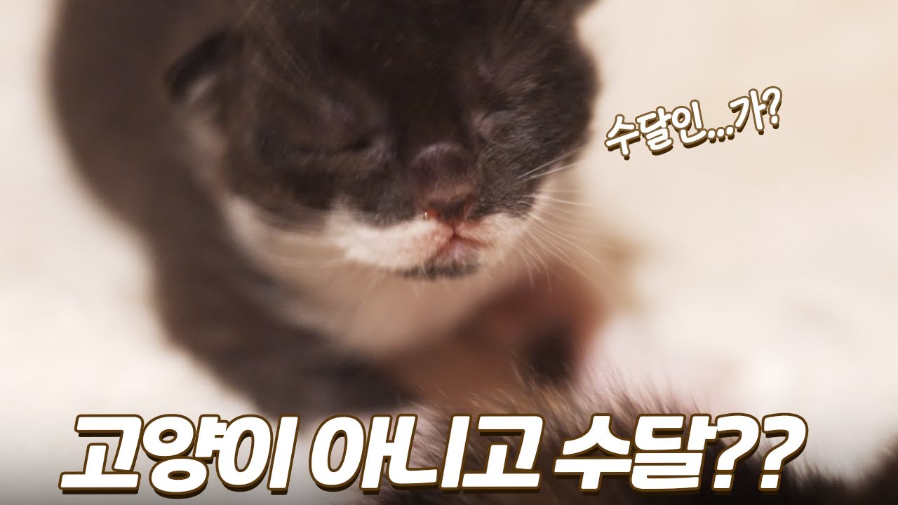 새끼 고양이 3형제 중에 스파이가 있어요...