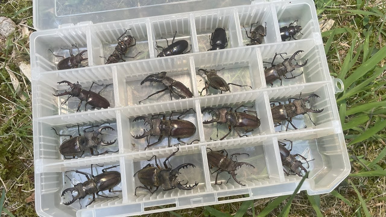 家の周りに生えている意外な木でミヤマクワガタが大フィーバー！【2025年カブトムシ・クワガタ採集】