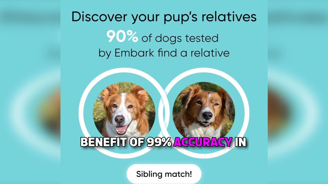 Embark Breed ID Kit Review | Most Accurate Dog DNA Test for Mixed Breeds and Relatives