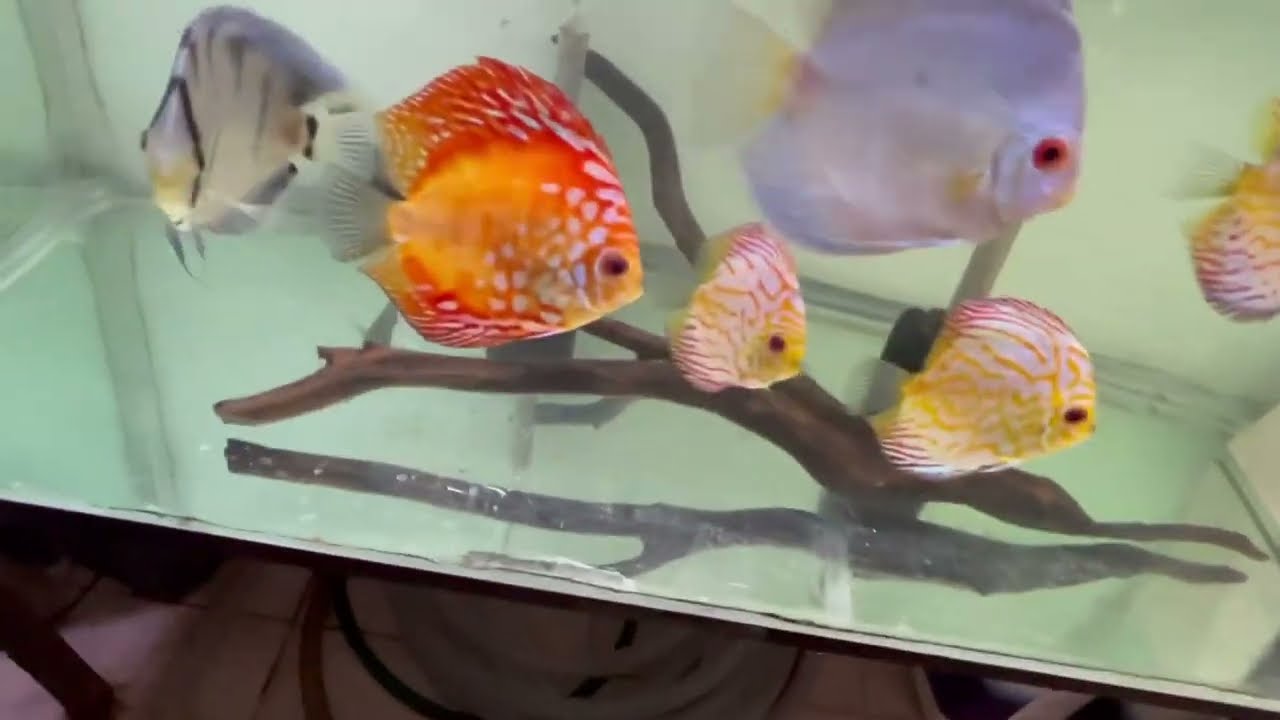 Mantenimiento a un acuario de pez disco