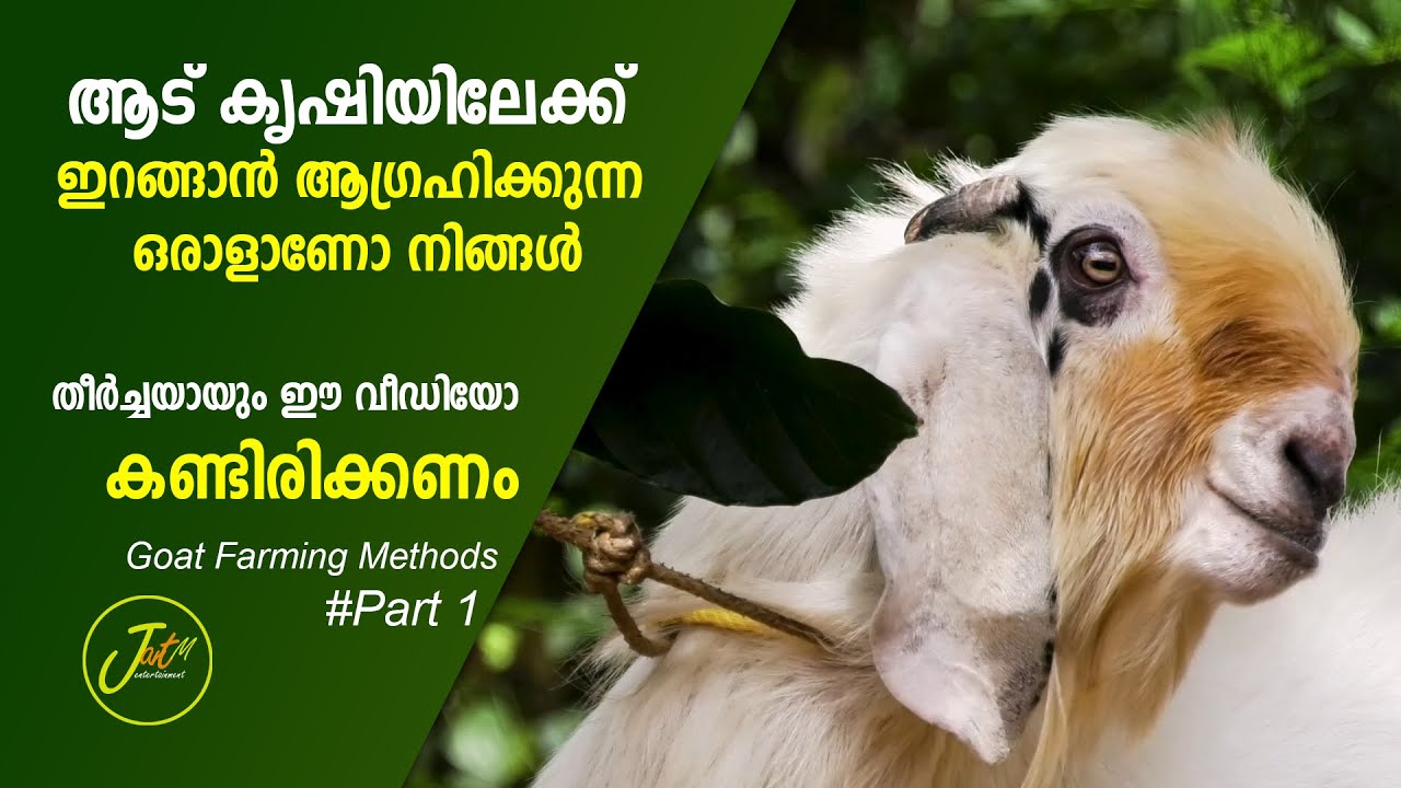 നിങ്ങൾ ആട് കൃഷിയിലേക്കു ഇറങ്ങാൻ ആഗ്രഹിക്കുന്ന ആളാണോ ? എങ്കിൽ തീർച്ചയായും ഈ വീഡിയോ കണ്ടിരിക്കണം