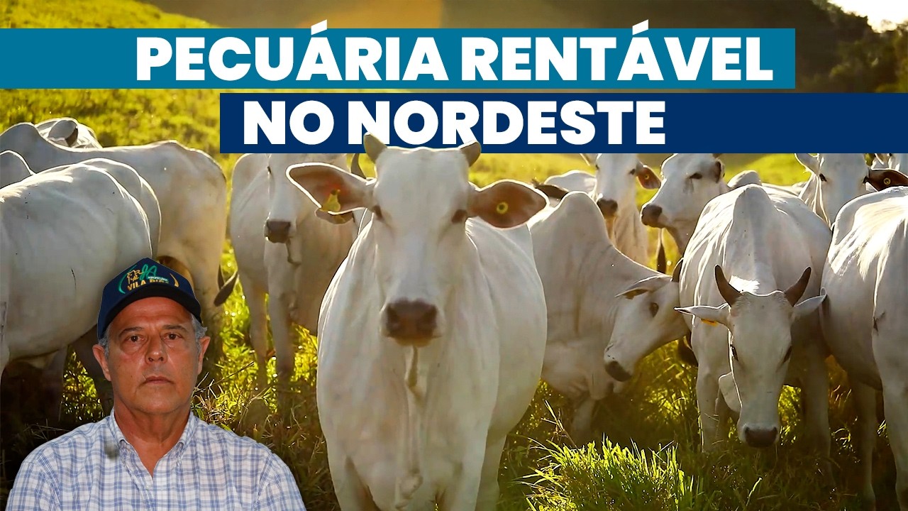 Seleção Vila Rica mostrou o caminho da pecuária em Pernambuco | Noticiário Tortuga