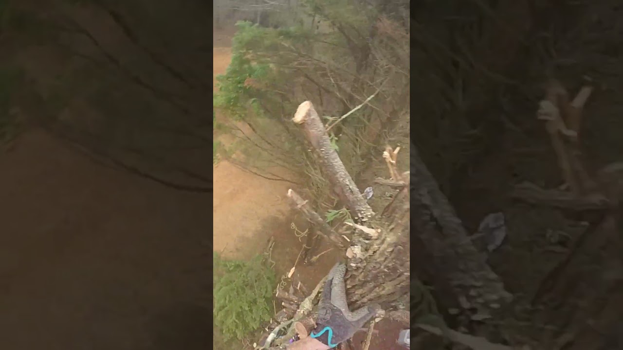 Cutting the Top Off Next to a House 😳🌲 #LeylandCypress  #treework #removetree #satisfying #shorts