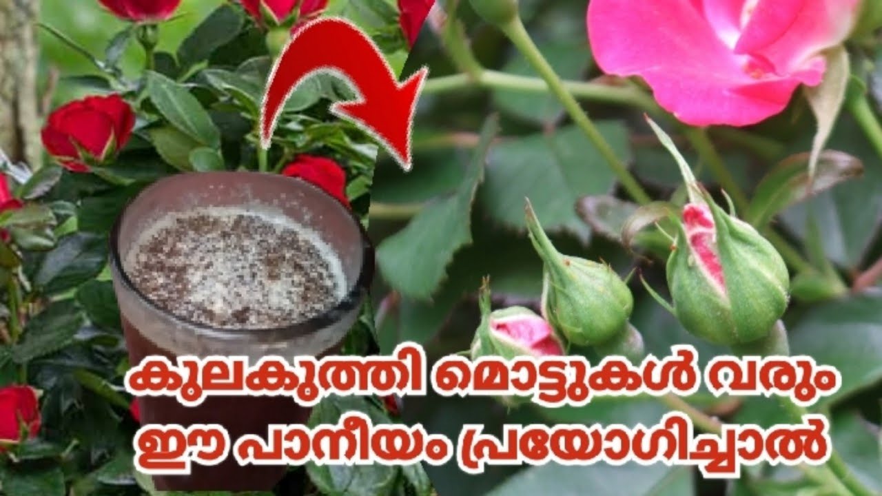 പൂക്കള്‍ വേണോ! ലോകത്തിലെതന്നെ ഏറ്റവും  മികച്ച വളംഅറിയാതെ പോകരുത്പൂത്തുലയും റോസ് ജമന്തി എല്ലാം..
