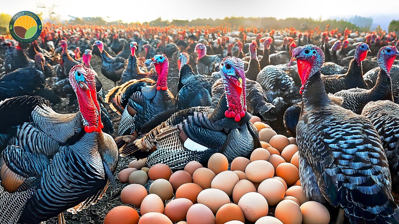How Millions of Turkeys Are Raised and Processed in Modern Factories | Farming Documentary