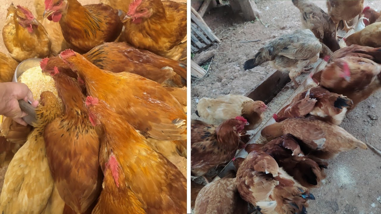 ROTINA NA CRIAÇÃO DE GALINHA CAIPIRA AQUI NA FAZENDINHA 