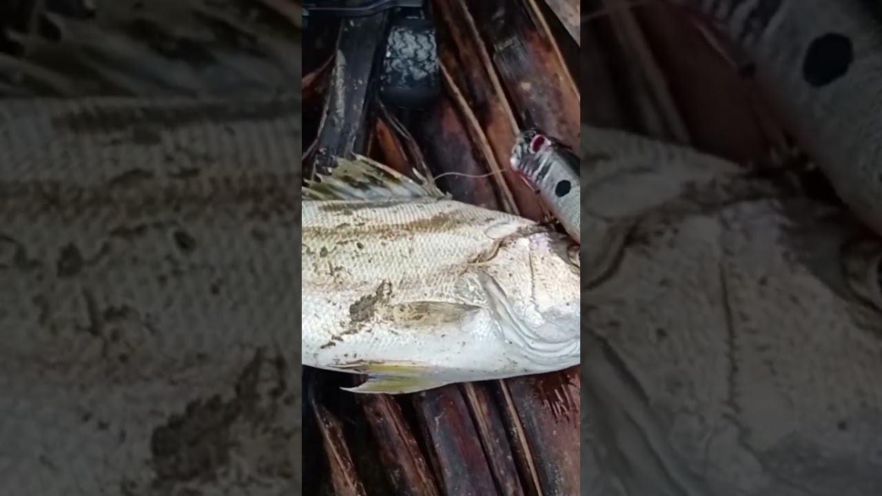 Crescent Grunter,  Terapon jarbua & popper lure. #crescentgrunter #teraponjarbua #philippines