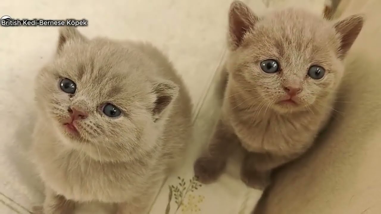 British Kedi ve Yavrularıyla Hayata Dokunan Motivasyon S&ouml;zleri