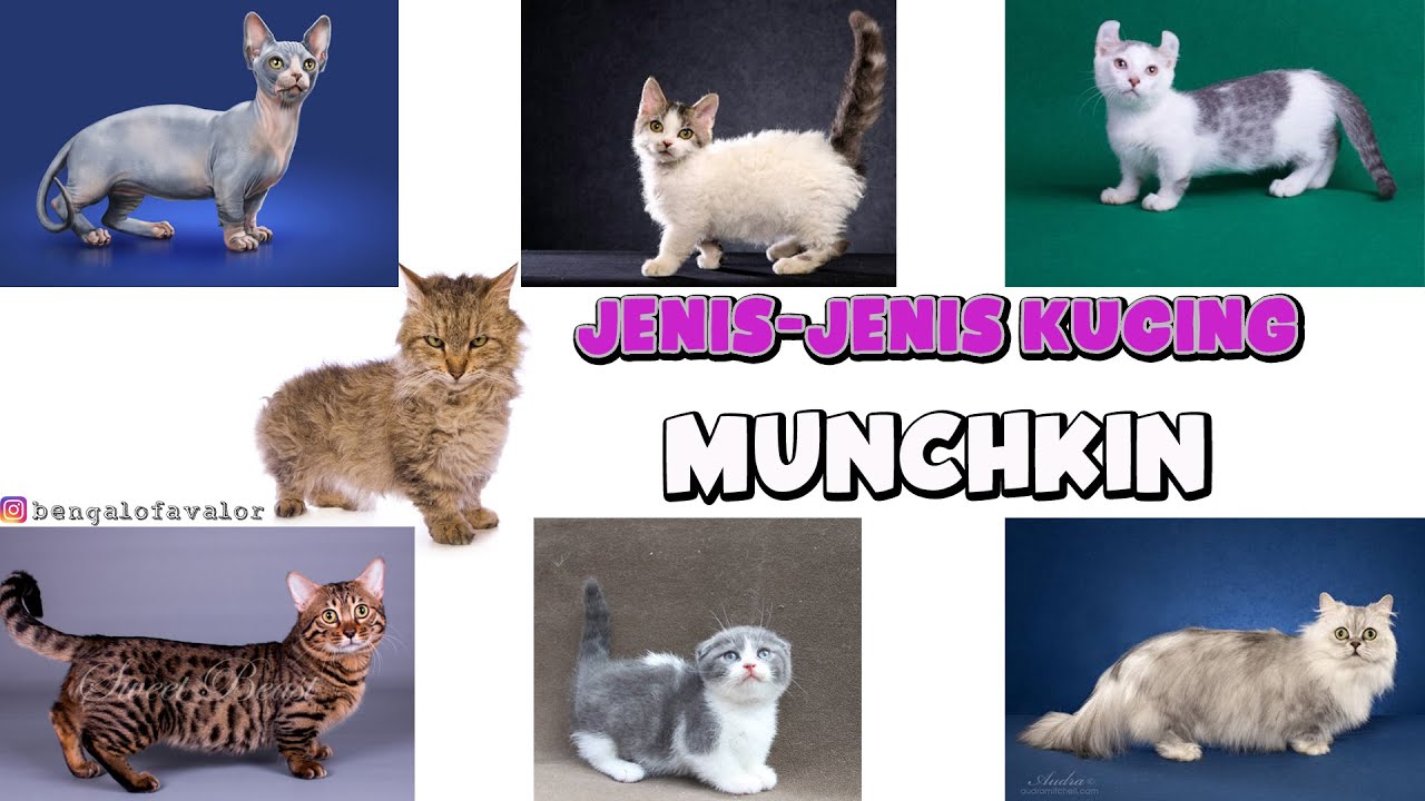 JENIS-JENIS KUCING MUNCHKIN