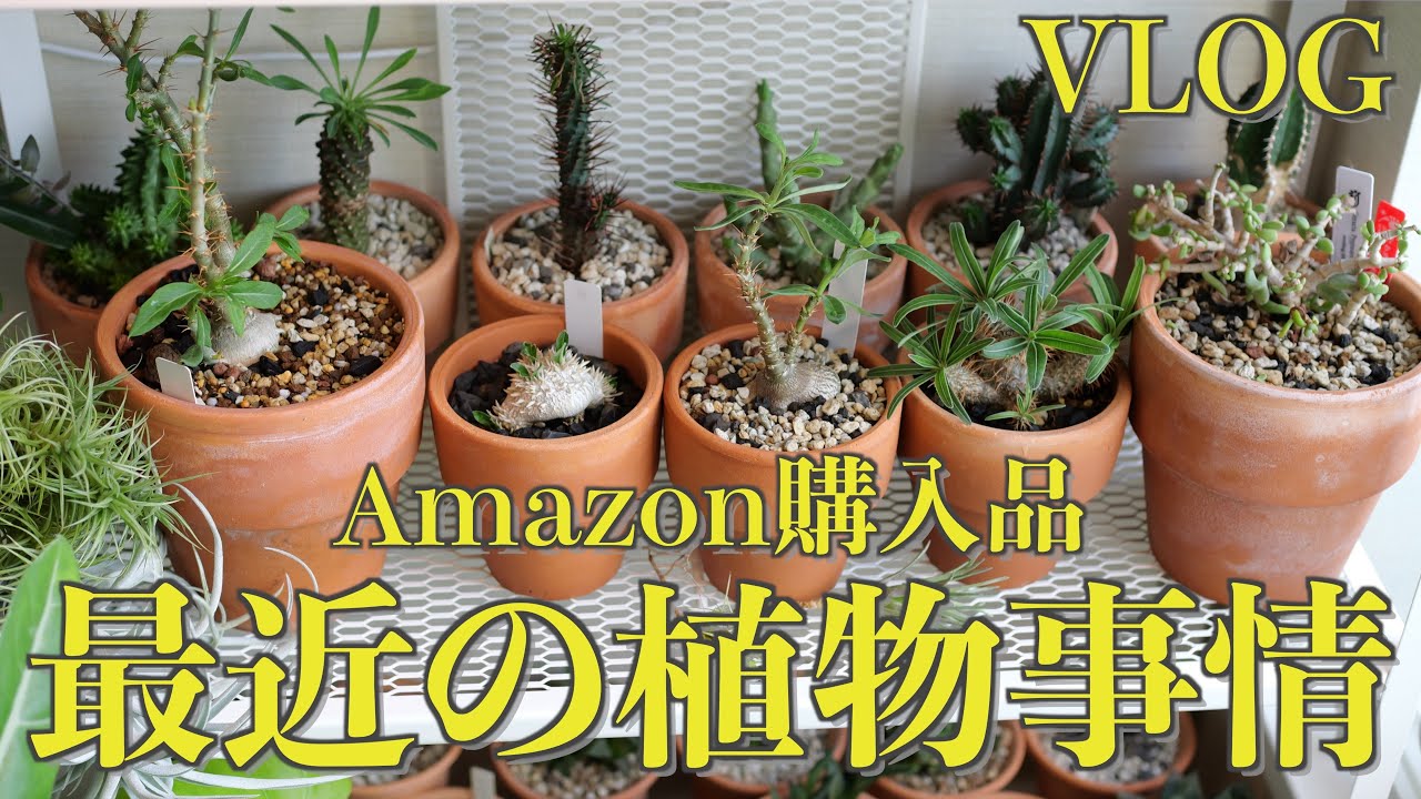 【VLOG】Amazon購入品と最近の植物事情｜育成ライト｜HaruDesign｜BRIM