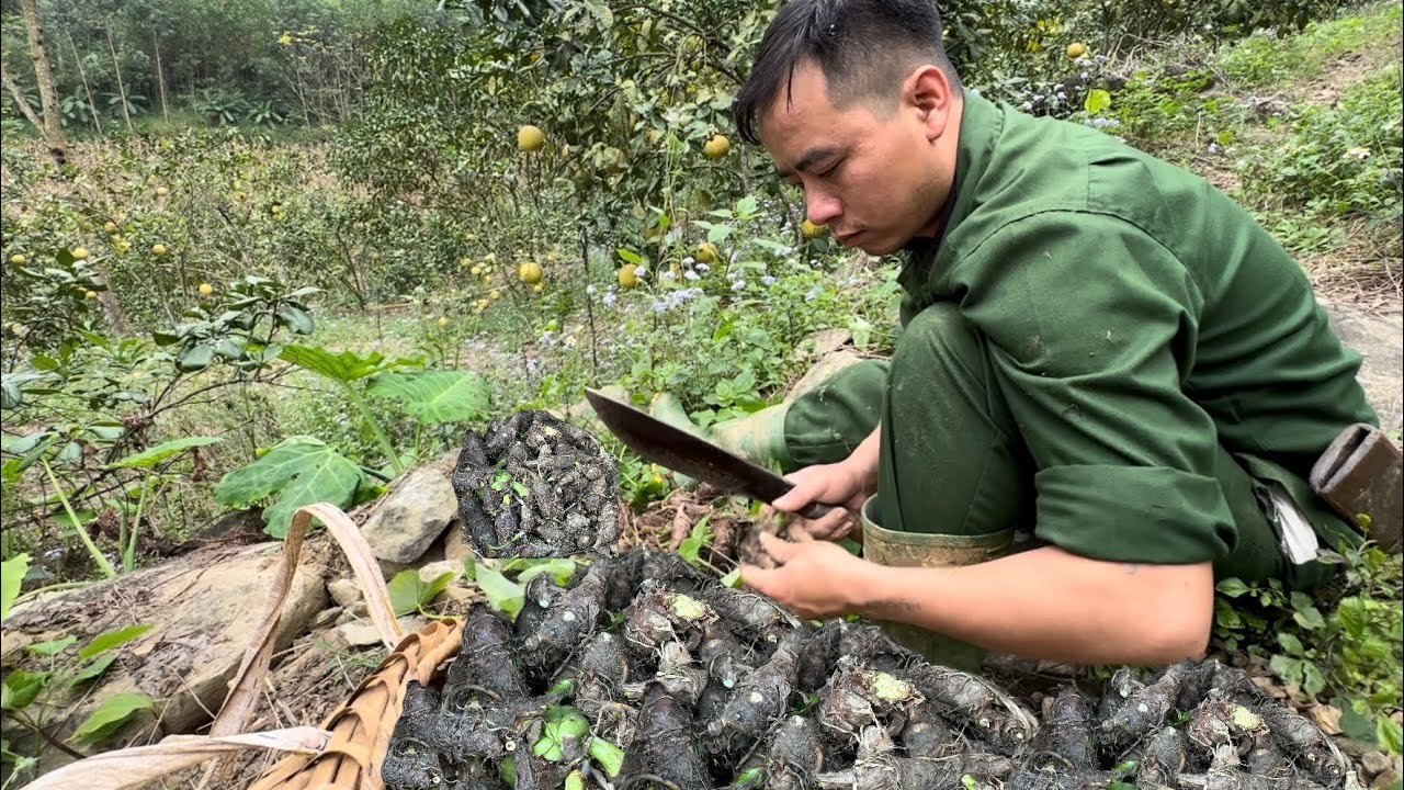 Bring taro to the farm for convenient care and harvesting