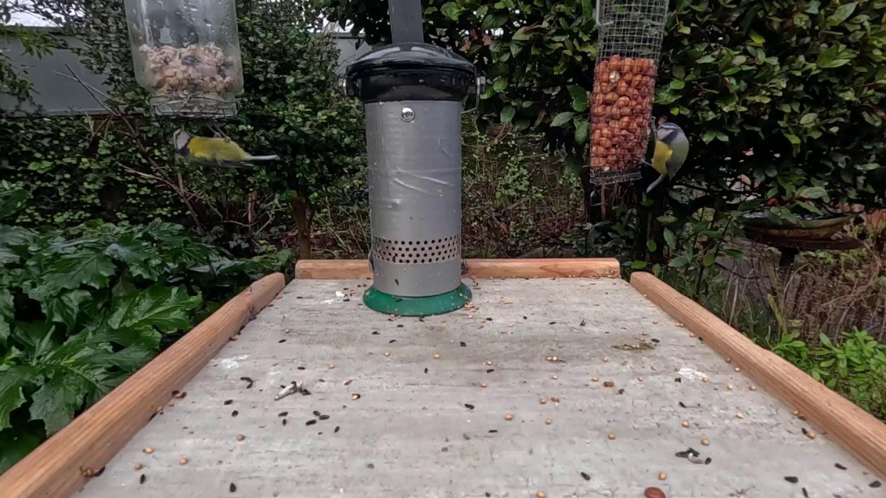 Bird Feeder Live Stream from Cobh, Ireland