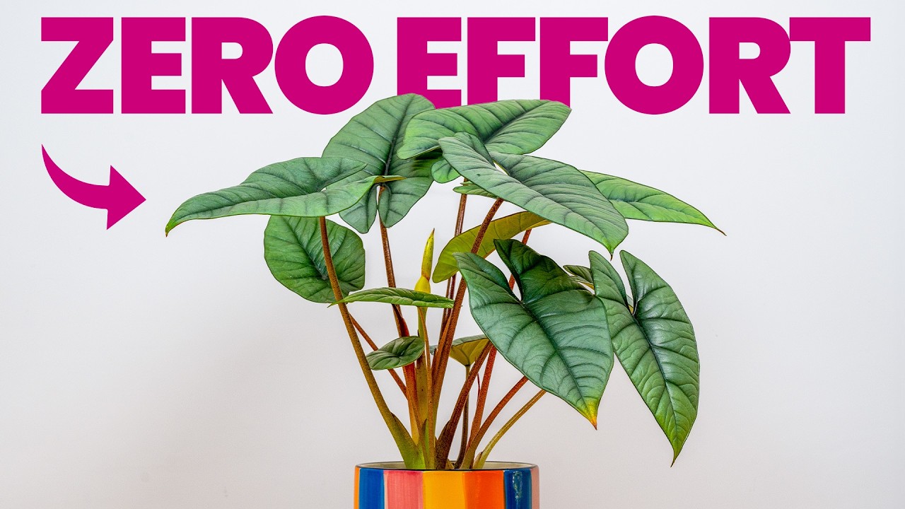 10 Plants That Require ZERO Effort From You