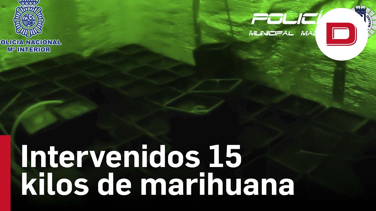 Hallan en una vivienda en Madrid m&aacute;s de 15 kilos de marihuana en cogollos
