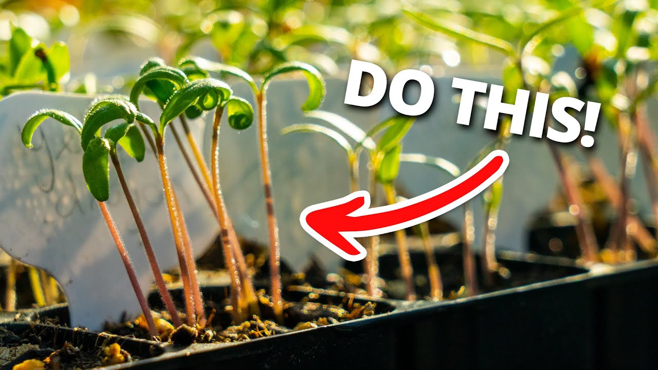 The Secret to Starting Strong Tomato Seedlings