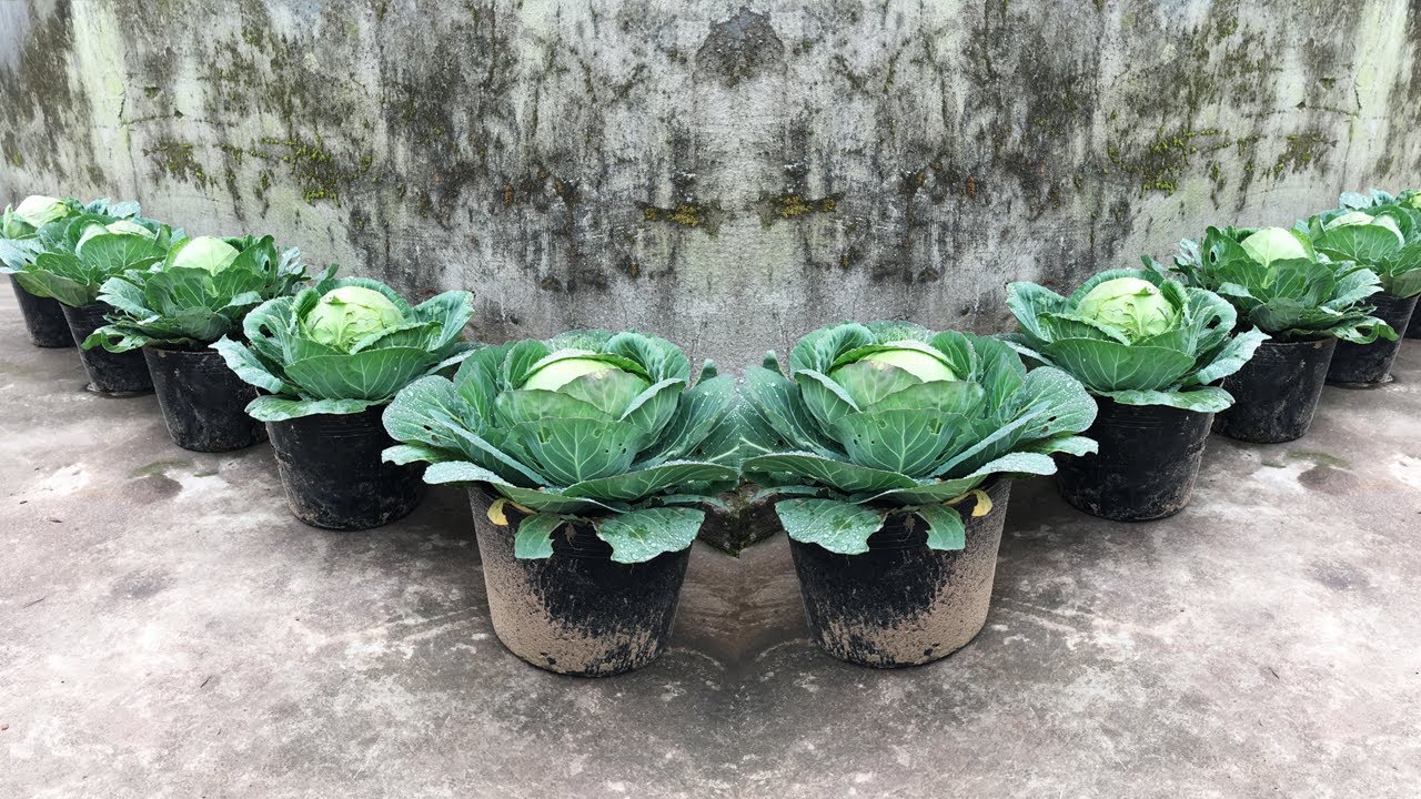 How to grow cabbage in pots at home for gardeners | easy for beginners